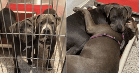 Pitbulls que foram deixados em abrigo sempre dormem abraçados para se consolarem