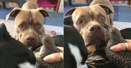 Pitbull encontra pássaro ferido e o leva para casa para pedir ajuda
