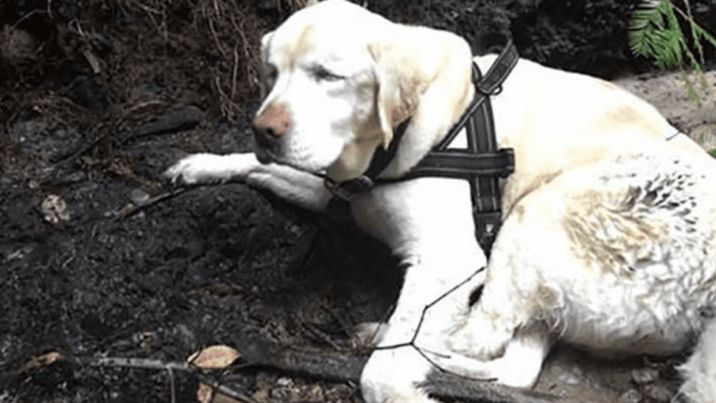 Cachorro cego que estava perdido há dias na mata é encontrado e resgatado por bombeiro