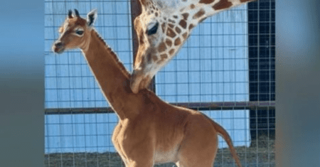 Nasce girafa sem manchas em um zoológico no Tennessee: “Única no Mundo”