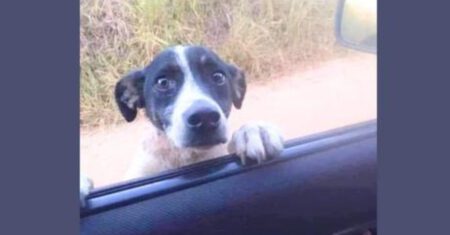 Homem encontrou um cachorrinho abandonado na estrada, se emocionou, resgatou e o adotou