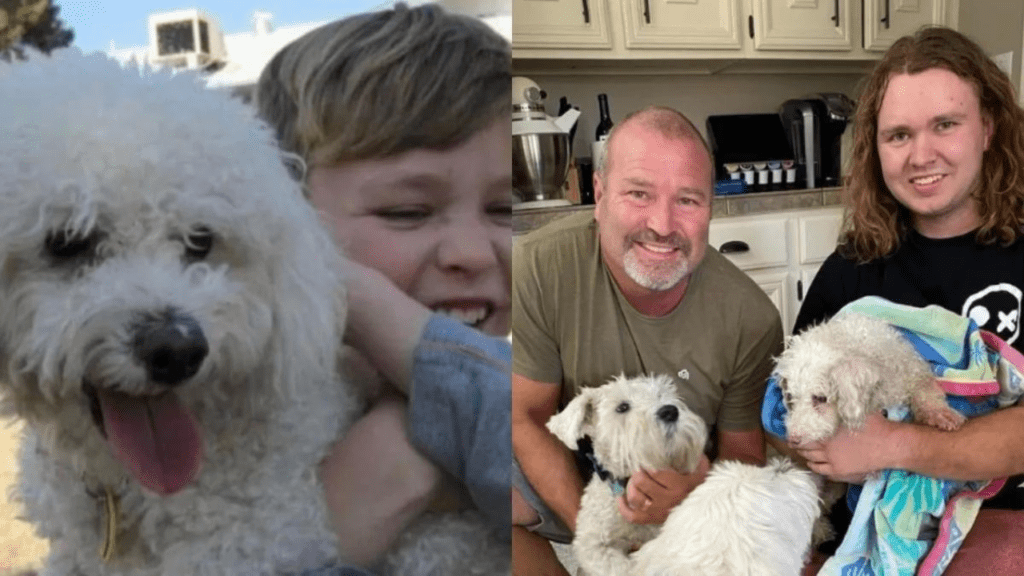 Cachorro que ficou perdido durante 12 anos finalmente reencontra a família
