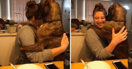 Cachorro resgatado ainda abraça sua mãe adotiva todos os dias quando chega em casa