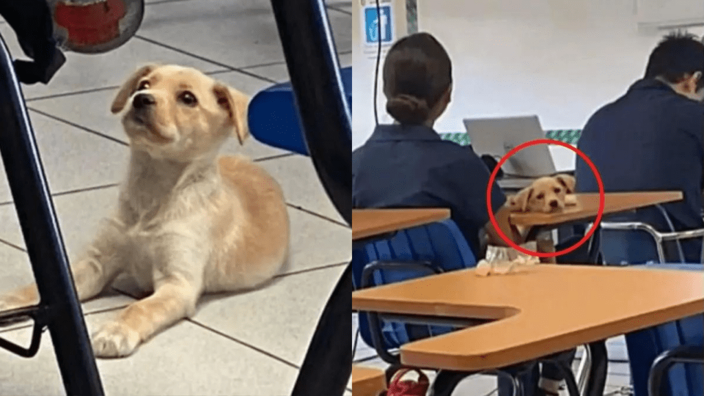 Alunos adotam cachorro resgatado e ele se torna o melhor companheiro de sala de aula