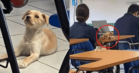 Alunos adotam cachorro resgatado e ele se torna o melhor companheiro de sala de aula