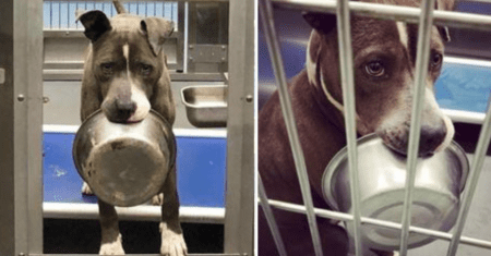 Cão de abrigo se recusa a ser adotado sem sua tigela de comida