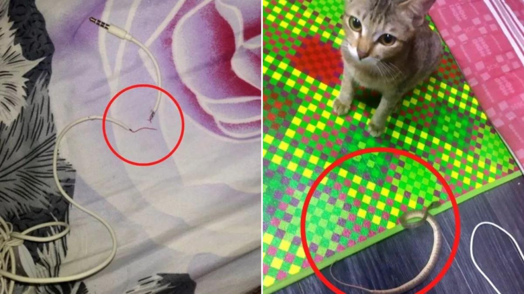 Gatinho quebra os fones de ouvido de seu dono e traz uma cobra para substituí-los