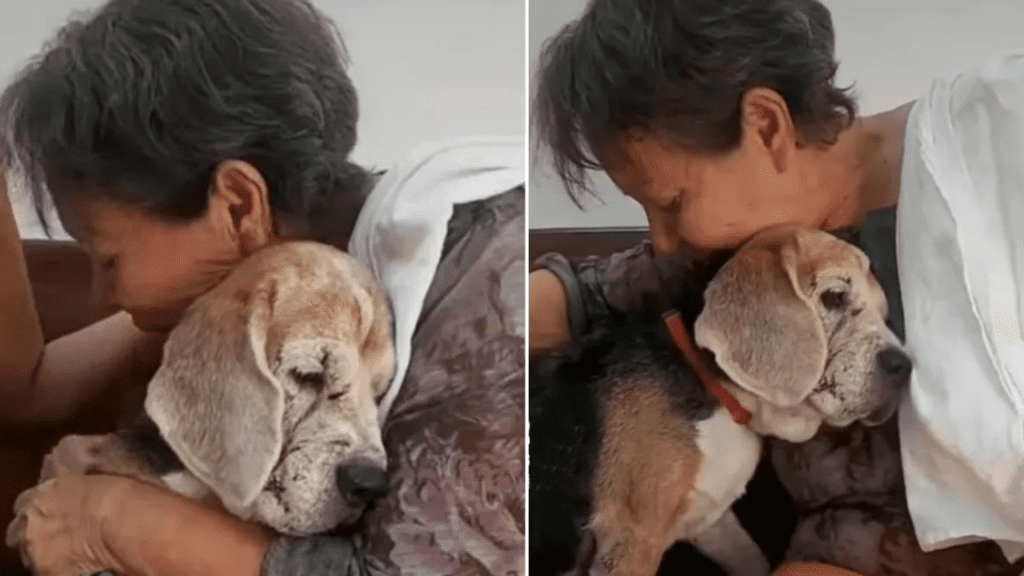 Em lágrimas, idosa se despede de seu cachorro resgatado, foram 15 anos juntos