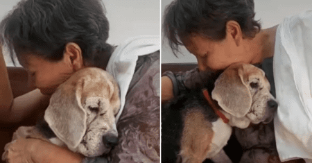 Em lágrimas, idosa se despede de seu cachorro resgatado, foram 15 anos juntos