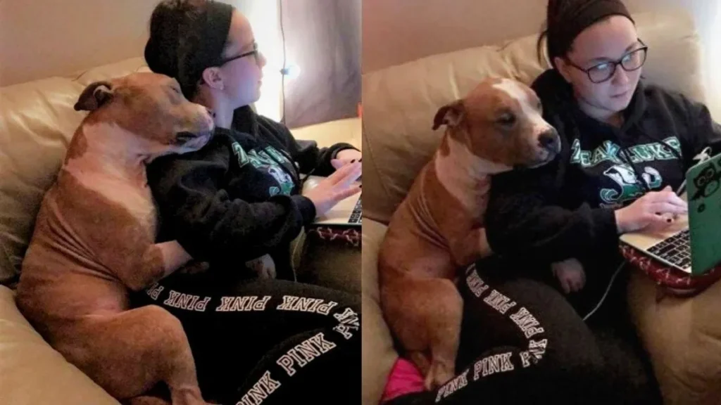 Pitbull não para de abraçar a mulher que o resgatou de um abrigo