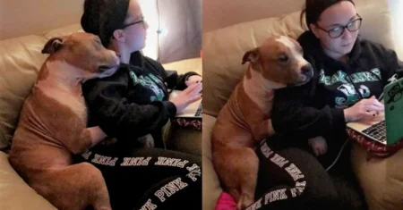 Pitbull não para de abraçar a mulher que o resgatou de um abrigo