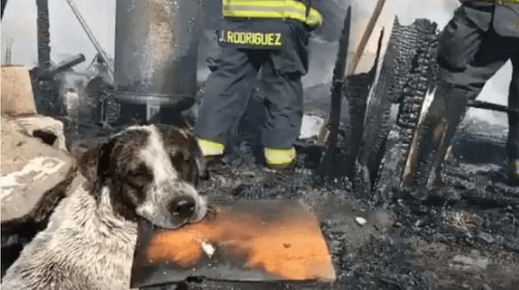 Cachorrinho chora ao ver sua casa reduzida a cinzas durante incêndio