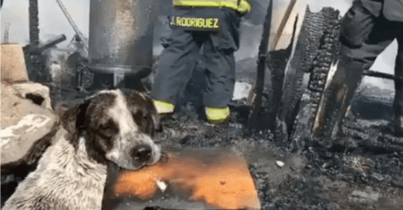 Cachorrinho chora ao ver sua casa reduzida a cinzas durante incêndio