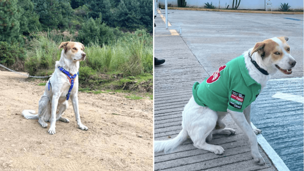 Cachorrinho de rua é adotado por funcionários de posto de gasolina e se torna ‘celebridade’ do lugar