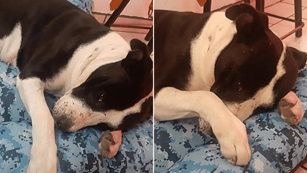Cachorrinho de rua é resgatado e chora quando lhe dão uma cama