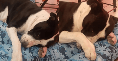 Cachorrinho de rua é resgatado e chora quando lhe dão uma cama