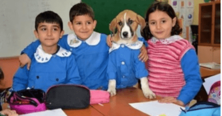 Cachorro resgatado por alunos de escola usa uniforme e participa das aulas