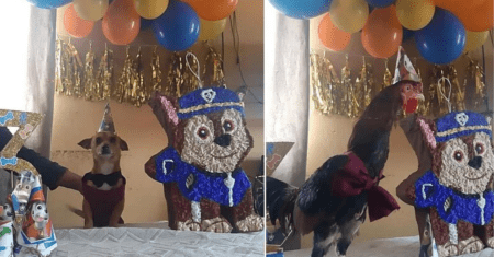 Família faz aniversário para o cachorro Chihuahua, levaram até um gatinho e o galo da família