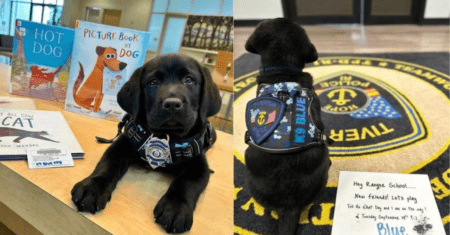 Cachorrinho começa a trabalhar como o primeiro ‘cão de conforto’ em departamento de polícia