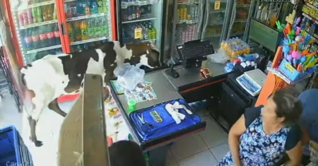 Vaca entra tranquilamente em comércio para se refresca no ar-condicionado em Fortaleza