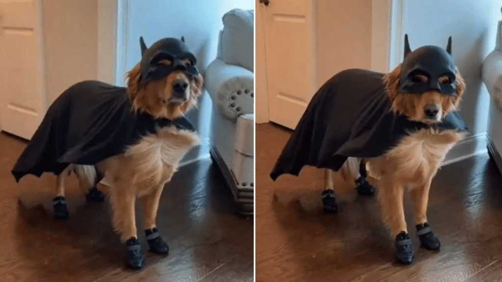 Cachorrinho ganha fantasia de Batman e agora ele quer usá-la todos os dias