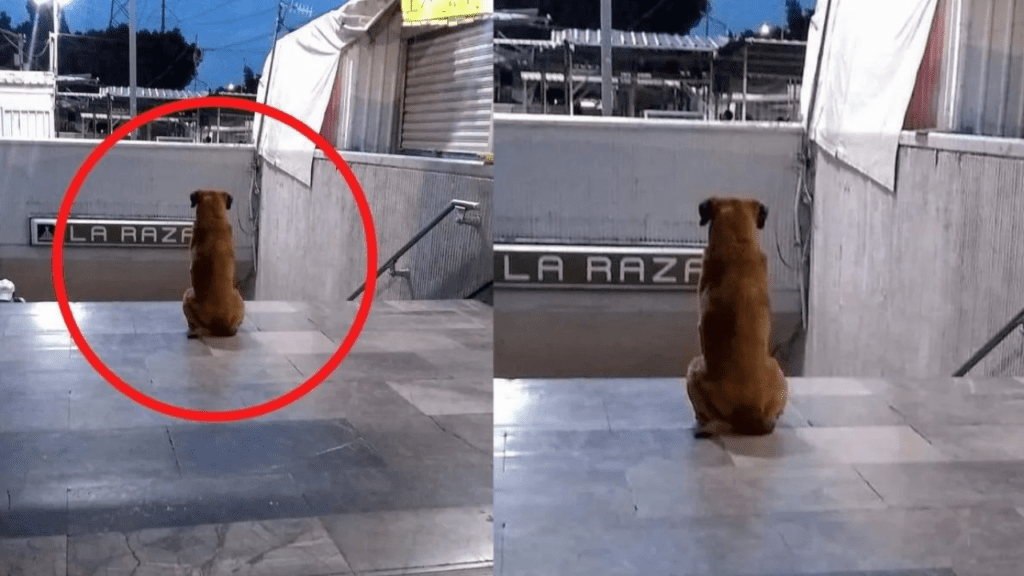 Cachorrinho ainda aguarda pelo dono falecido do lado de fora do metrô onde ele morreu