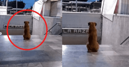 Cachorrinho ainda aguarda pelo dono falecido do lado de fora do metrô onde ele morreu