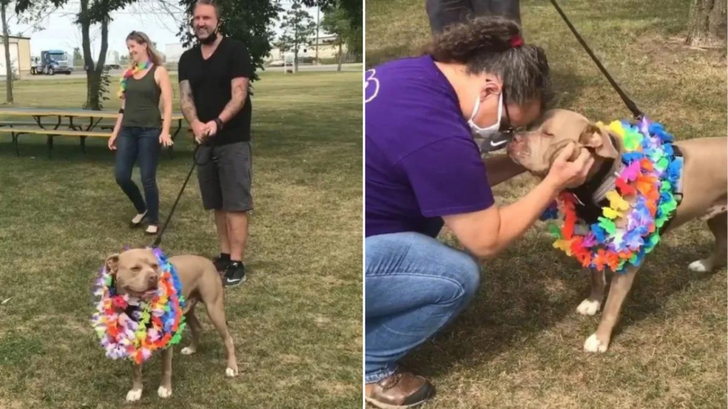 Após 500 dias de espera, cão de abrigo mais carinhoso finalmente é adotado