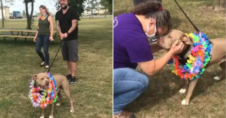 Após 500 dias de espera, cão de abrigo mais carinhoso finalmente é adotado