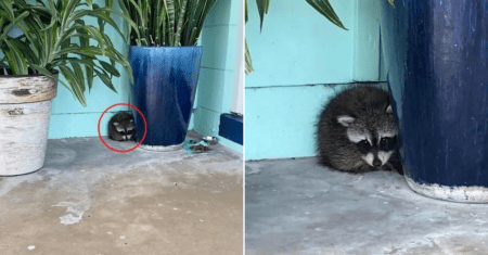 Sem mãe por perto, bebê guaxinim se esconde entre os vasos de flores de uma casa para se abrigar