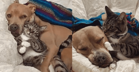 Pitbull e gatinho resgatados da rua se tornam melhores amigos e até dormem juntos