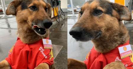 Funcionários de posto de gasolina adotam cachorro de rua, agora ele recebe clientes com uniforme e crachá