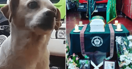 Bombeiros se despedem de cachorro que estava com eles há 12 anos com linda cerimônia