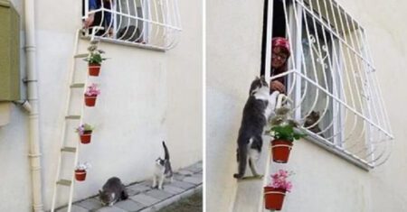 Mulher faz uma escada para gatos de rua se abrigarem em sua casa durante o frio