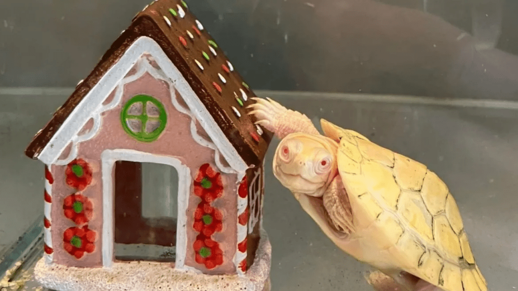 Tartaruga albina ganha uma casa nova como presente de Natal, é a sua preferida