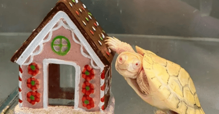 Tartaruga albina ganha uma casa nova como presente de Natal, é a sua preferida