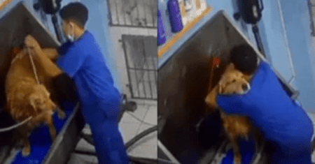 Funcionário de clínica veterinária é flagrado dançando com cachorro enquanto dá banho nele