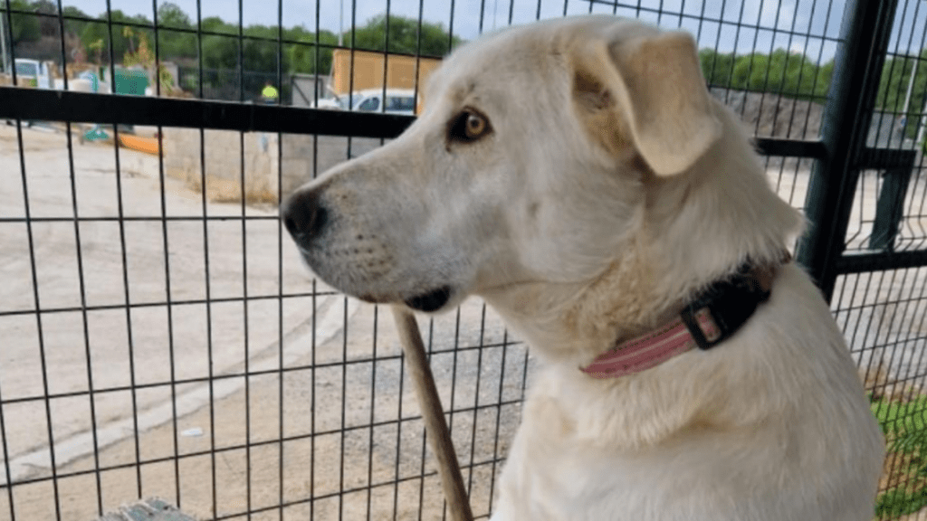 O emocionante caso de Pandora, a cadela que passa os dias esperando pela família que a abandonou