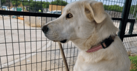 O emocionante caso de Pandora, a cadela que passa os dias esperando pela família que a abandonou