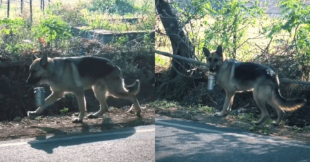 Cachorro caminha 2 km para levar comida ao dono; Ele entrega diretamente no seu escritório