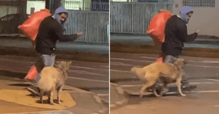 VÍDEO: Morador de rua ensina seu cachorrinho a atravessar a rua e para protegê-lo de acidentes