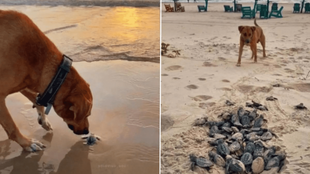 Cachorrinho ajuda tartarugas recém-nascidas a chegar ao mar, ele é o fiel guardião delas