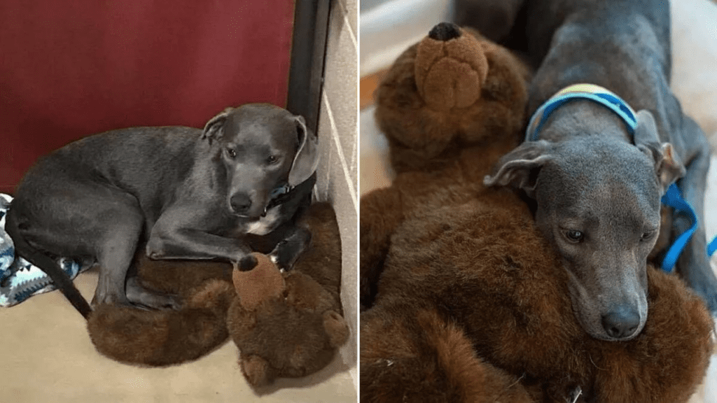 Cadela foi abandonada em abrigo com um ursinho de pelúcia e se agarrou a ele até conseguir uma nova família