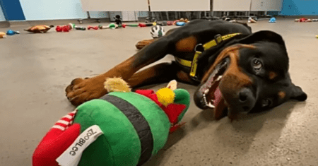 Abrigo fornece brinquedos para seus cães resgatados escolherem seu presente de Natal