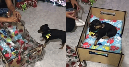 VÍDEO: Cadelinha esbanja felicidade após ganhar uma cama de Natal da família