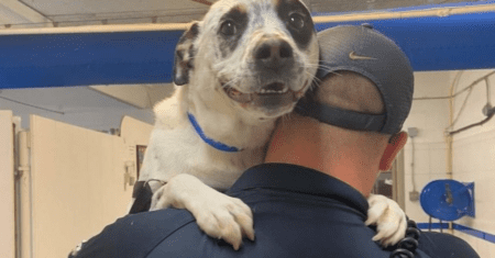 Cachorro deixado em um abrigo por 450 dias finalmente encontra um lar