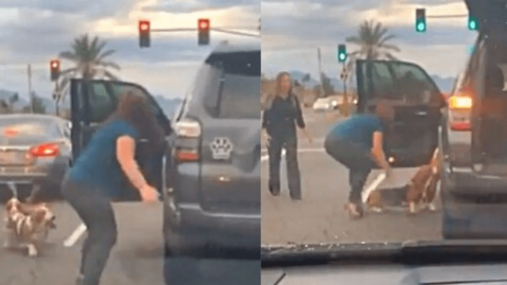 VÍDEO: Com bolsa e salto alto, mulher desce do carro para salvar cachorros no meio do trânsito