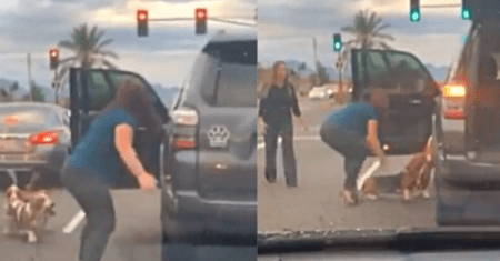 VÍDEO: Com bolsa e salto alto, mulher desce do carro para salvar cachorros no meio do trânsito