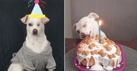 Cachorro resgatado sem olho faz aniversário e eles comemoram com um bolo especial