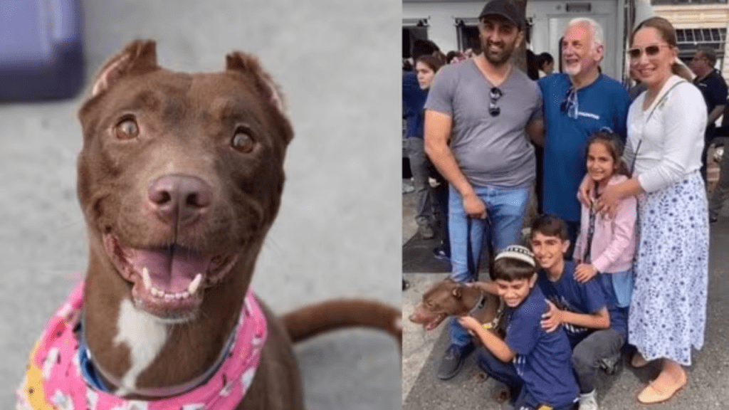 Família encontra cachorro perdido em um evento de adoção quando procuravam um novo animal de estimação